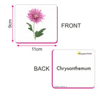 GrapplerTodd - Flowers Flashcards for Kids