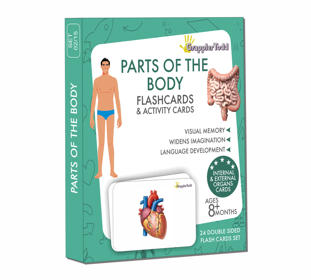 GrapplerTodd - Parts of the Body Flashcards (Internal & External Organs)