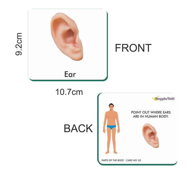 GrapplerTodd - Parts of the Body Flashcards (Internal & External Organs)