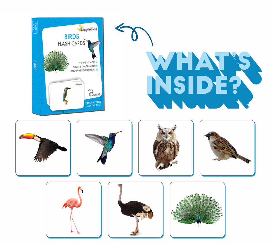 birds flash cards 