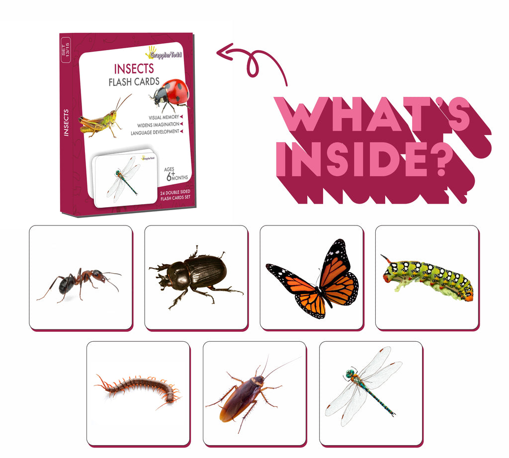 insect picture cards 