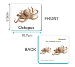 aquatic animals flashcards 