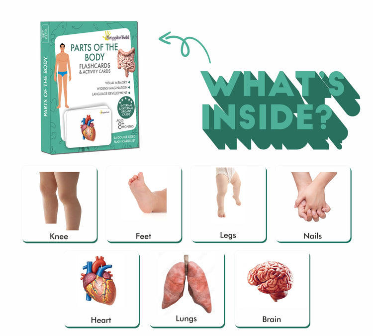 body parts picture cards 