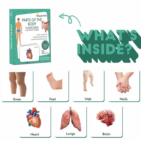 body parts flashcards 