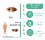 childrens body parts flashcards 